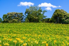 可睡ユリの園（４）