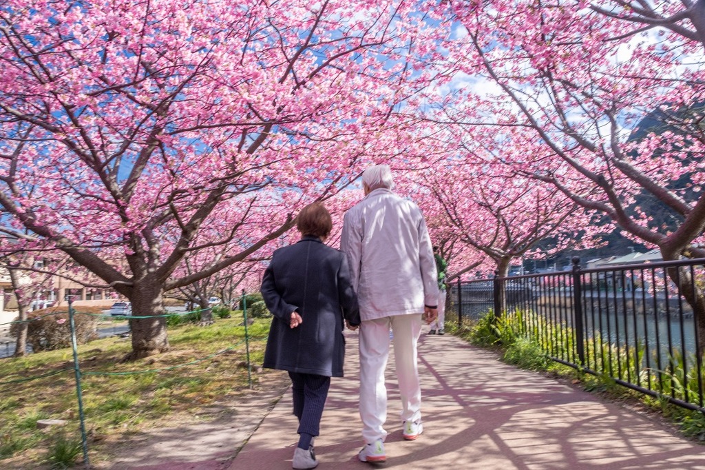河津桜まつり（８）