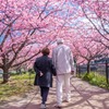 河津桜まつり（８）