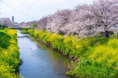 近所の春（１）