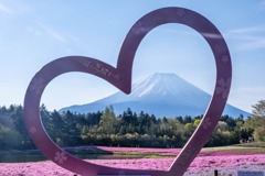 富士山芝桜まつり（２）