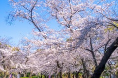 2020年東京の春（７）