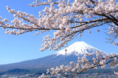 日本の春(1)
