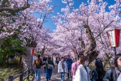 高遠の春（４）