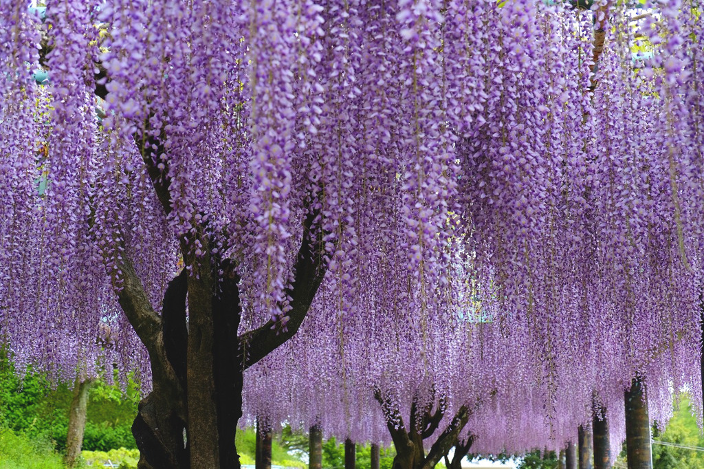 蓮華寺池（１）