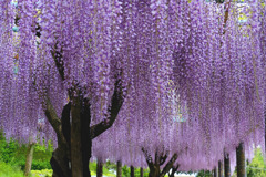 蓮華寺池（１）