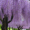 蓮華寺池（１）