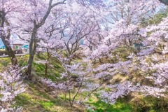 高遠の桜（２）