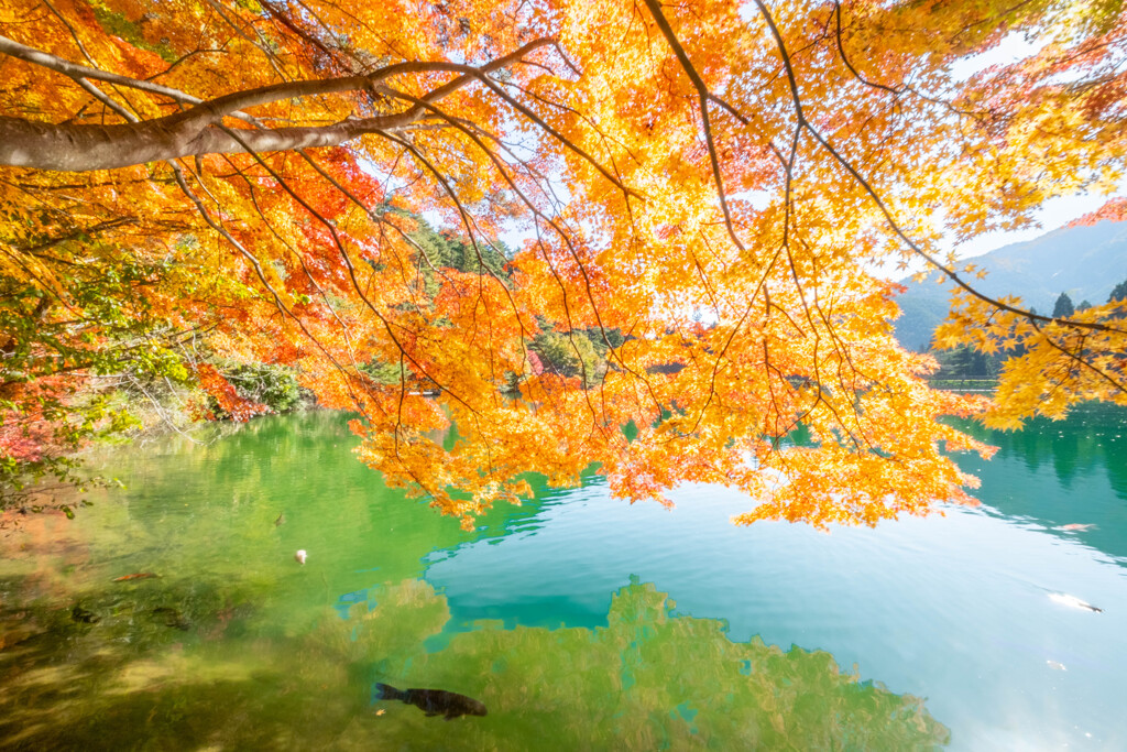 南伊奈ヶ湖の紅葉（１）