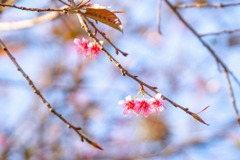 インレー湖（17）