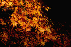 山中湖紅葉祭り８
