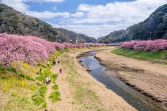 南伊豆桜まつり（５）