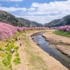 南伊豆桜まつり（５）