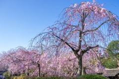 京都の春（24）