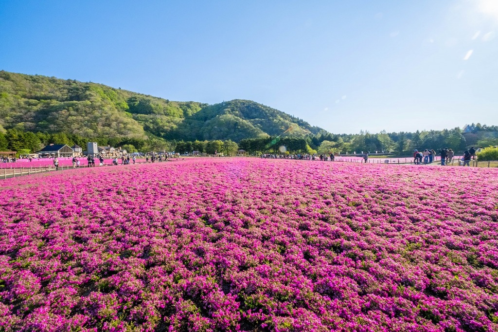富士山芝桜まつり（３）