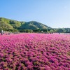 富士山芝桜まつり（３）