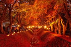紅葉の回廊（１）