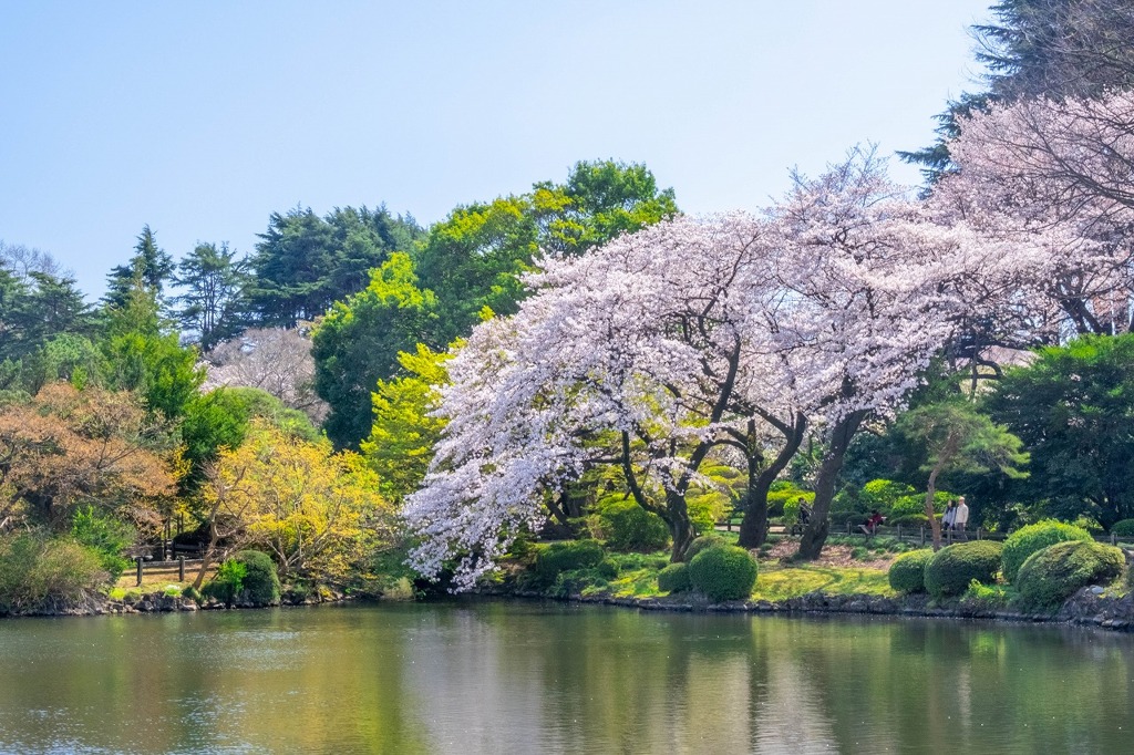 2020年東京の春（19）