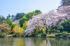 2020年東京の春（19）