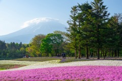芝桜2018（１）