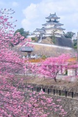 掛川城の春（１）