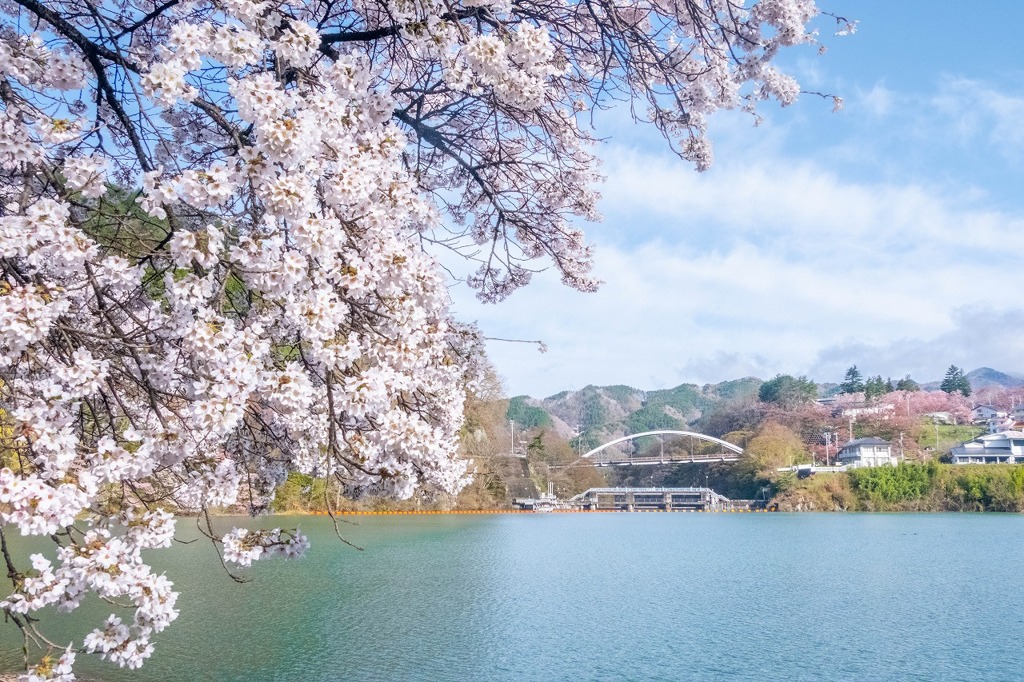 高遠湖の桜（１）