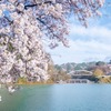 高遠湖の桜（１）