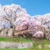 勝間薬師堂のしだれ桜（１）