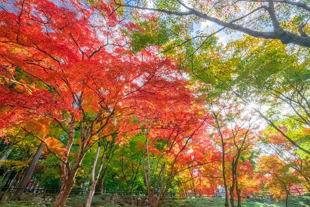 香嵐渓（13）