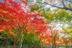 香嵐渓（13）