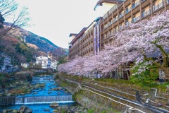 箱根の春（２）