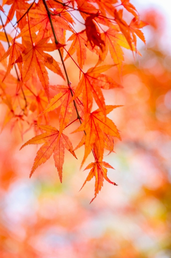もみじ湖の紅葉（４）