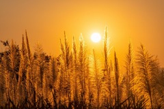 インレー湖の夕暮れ（３）