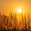 インレー湖の夕暮れ（３）