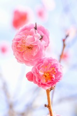蓮華寺池の春（３）