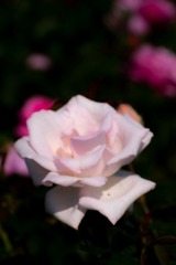 島田ばらの丘公園（２）