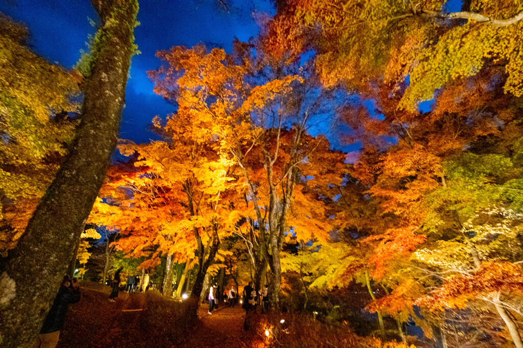 山中湖紅葉まつり（６）