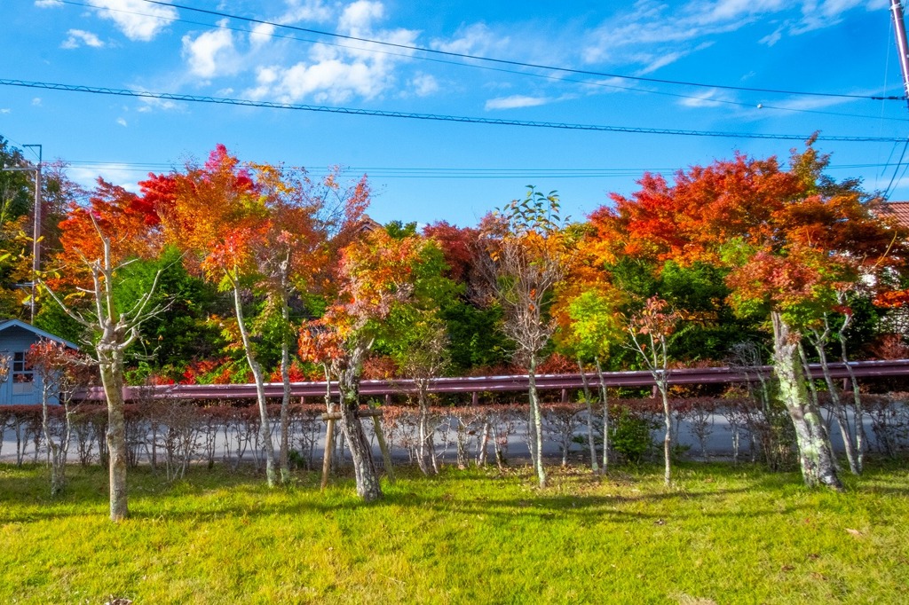 秋の富士五湖2025（５）