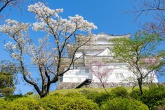 小田原城の桜