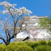 小田原城の桜