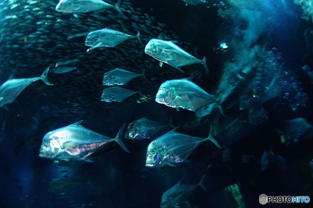 水族館を潜る５