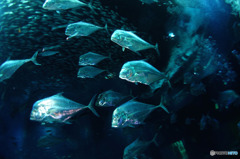 水族館を潜る５