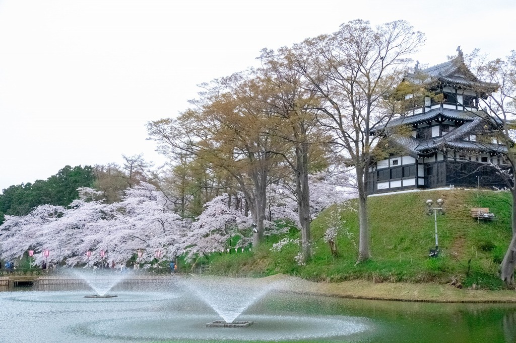 高田城と桜（10）