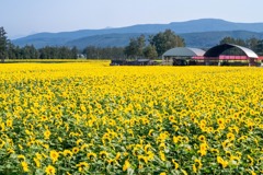 10月の北海道（６）