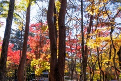 軽井沢の秋（13）