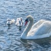 白鳥の親子（１）