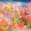 新緑の四万温泉（４）