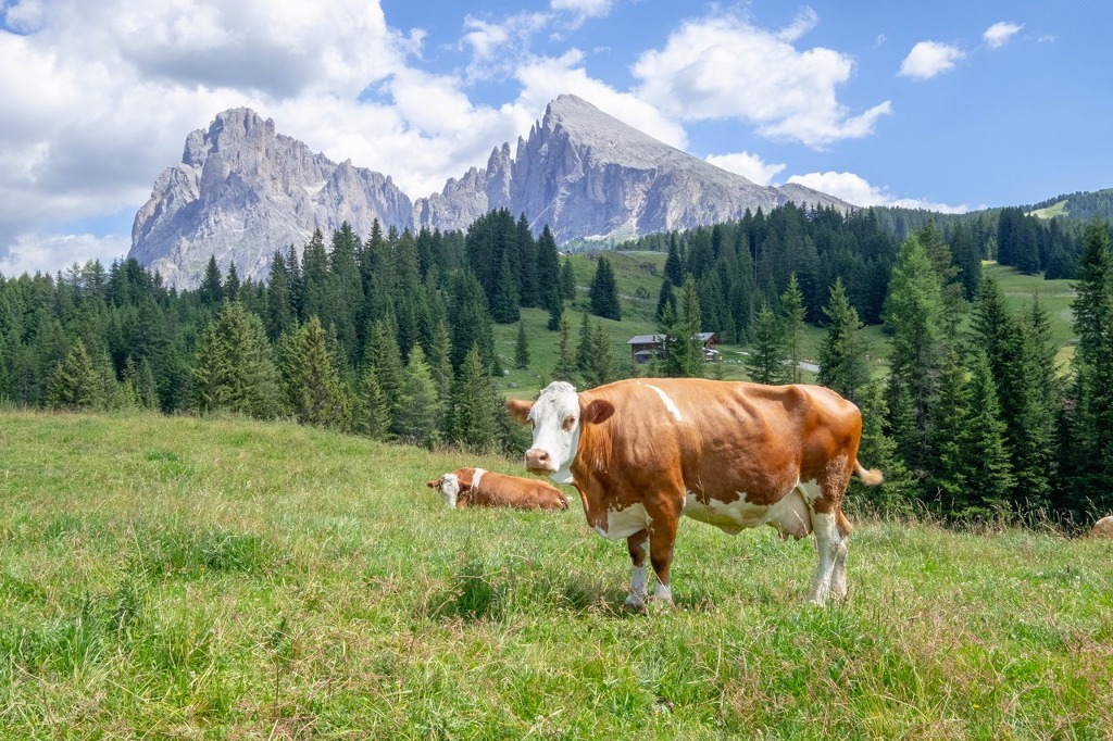 アルぺ・デ・シウジ（20）