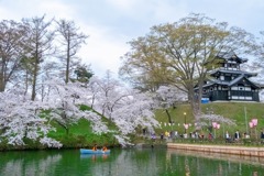 高田城と桜（12）