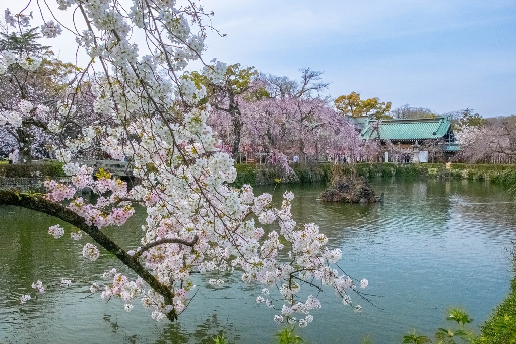 春の三島大社（１）